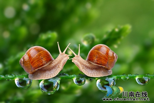 张蓉:蜗牛的房子(美文阅读)(图1) 张蓉:蜗牛的房子(美文阅读)(图1)