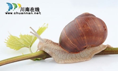 张蓉:蜗牛的房子(美文阅读)(图2) 张蓉:蜗牛的房子(美文阅读)(图2)