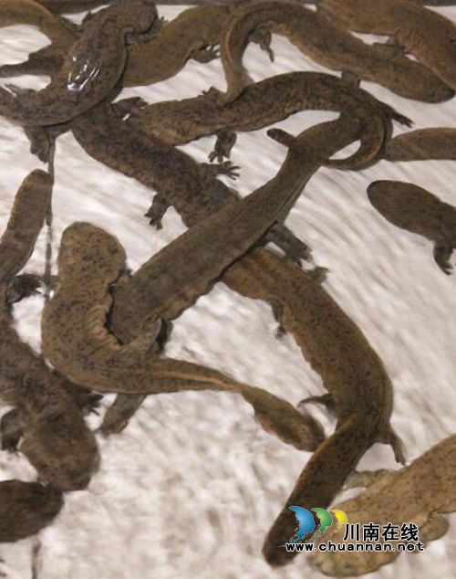 5万条娃娃鱼深藏宜宾百米溶洞 最大的30岁!(图1) 5万条娃娃鱼深藏宜宾百米溶洞 最大的30岁!(图1)