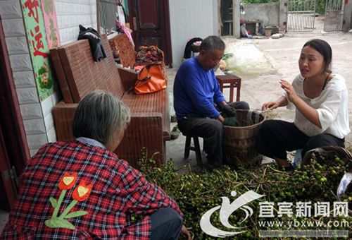 扎根穷山沟 宜宾90后女硕士成了村干部(图2) 扎根穷山沟 宜宾90后女硕士成了村干部(图2)