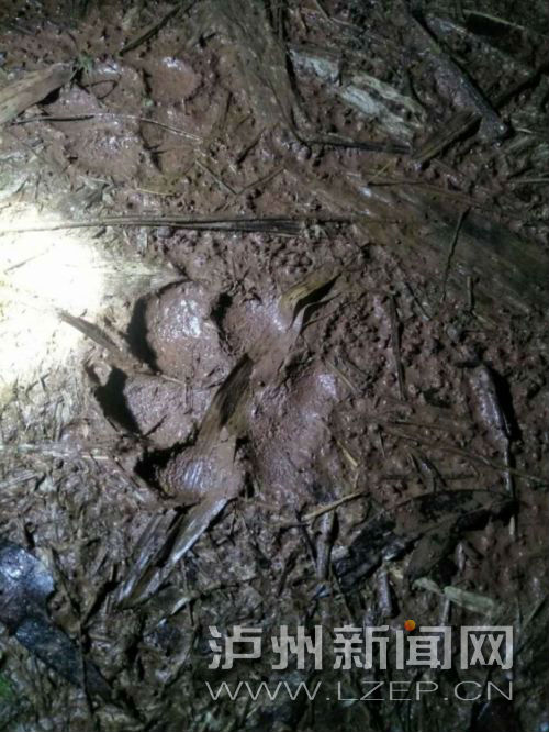 合江：藏獒公路留大脚印&nbsp;村民误以为“野兽”(图1)