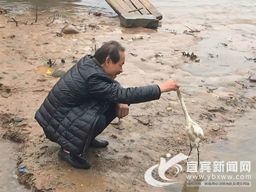 重情重义 宜宾渔民夫妻救白鹭成“幸福一家”(图1) 重情重义 宜宾渔民夫妻救白鹭成“幸福一家”(图1)