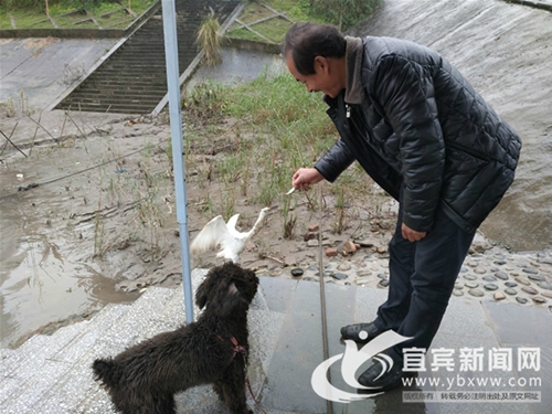 重情重义 宜宾渔民夫妻救白鹭成“幸福一家”(图2) 重情重义 宜宾渔民夫妻救白鹭成“幸福一家”(图2)