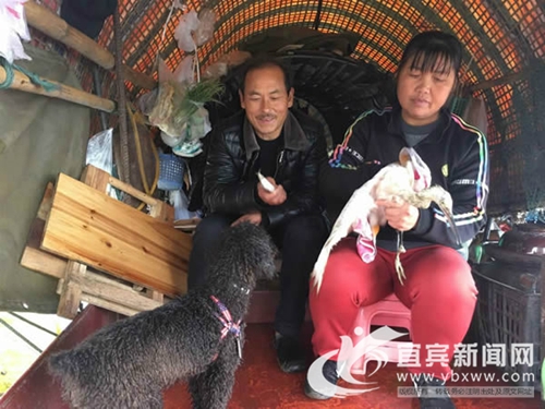 重情重义 宜宾渔民夫妻救白鹭成“幸福一家”(图3) 重情重义 宜宾渔民夫妻救白鹭成“幸福一家”(图3)