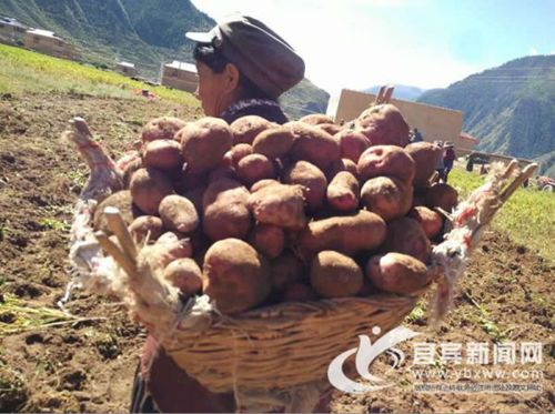 宜宾援藏队:用高原土豆铺开藏家脱贫帮扶路(图1) 宜宾援藏队:用高原土豆铺开藏家脱贫帮扶路(图1)