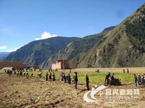 宜宾援藏队:用高原土豆铺开藏家脱贫帮扶路(图2) 宜宾援藏队:用高原土豆铺开藏家脱贫帮扶路(图2)