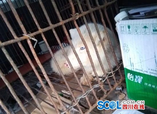 内江村民捡来“流浪犬”喂养后发现竟是白狐(图2)