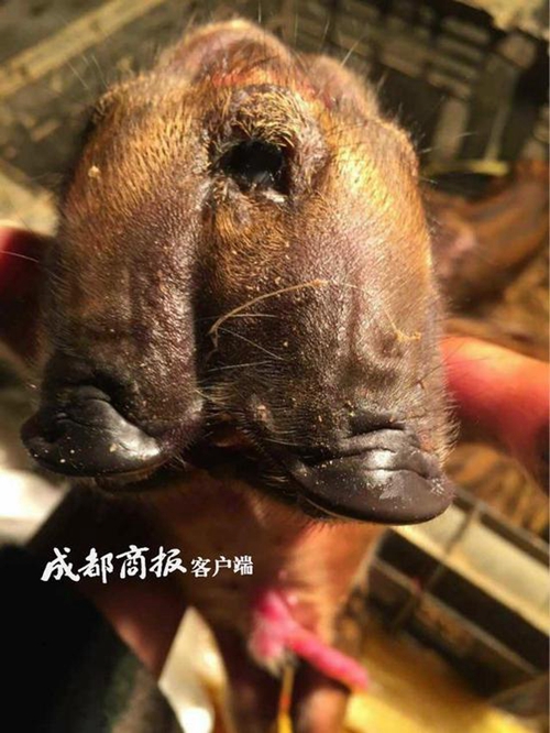 宜宾母猪产下两头三眼崽&nbsp;吃奶两张嘴巴一起动
