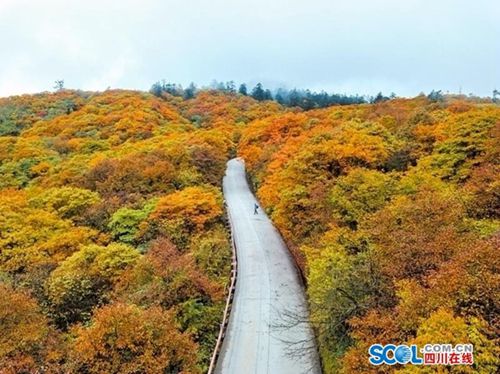 秋意渐浓!四川多地迎来红叶最佳观赏时机(图1) 秋意渐浓!四川多地迎来红叶最佳观赏时机(图1)