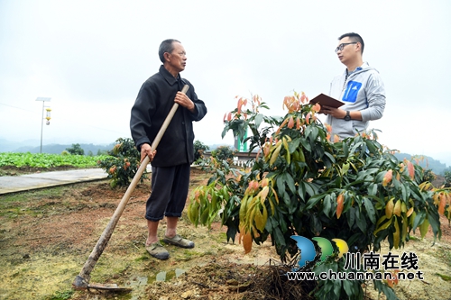合江虎头镇五亩村第一书记杨耿：带着贫困户&nbsp;勇奔致富路(图1)