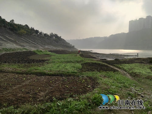龙马潭红星街道:2万平方米河滩菜地被铲平(图1) 龙马潭红星街道:2万平方米河滩菜地被铲平(图1)
