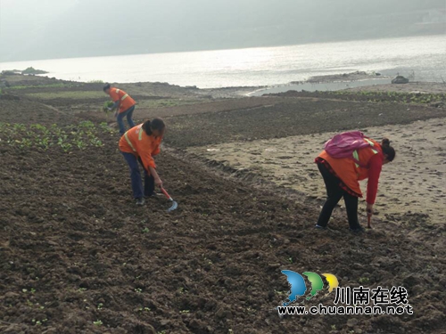 龙马潭红星街道:2万平方米河滩菜地被铲平(图2) 龙马潭红星街道:2万平方米河滩菜地被铲平(图2)