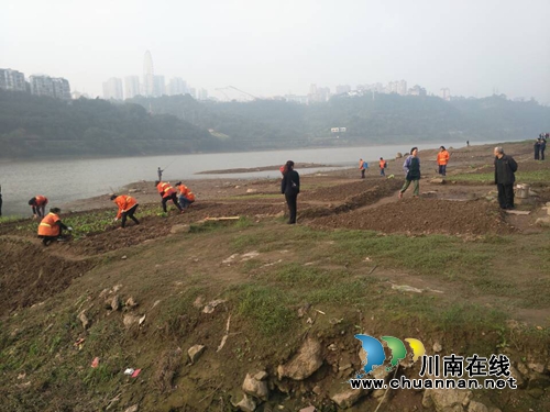 龙马潭红星街道：2万平方米河滩菜地被铲平