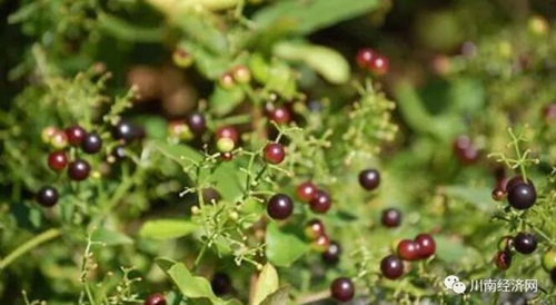 发现张坝之十二:海观秋澜与茜草记忆(图5) 发现张坝之十二:海观秋澜与茜草记忆(图5)