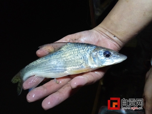 自贡人当主角&nbsp;拍摄全国首部“反电鱼”专题片(图1)