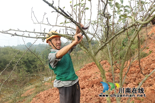 纳溪七旬果农王文清：老当益壮管梨园保丰产