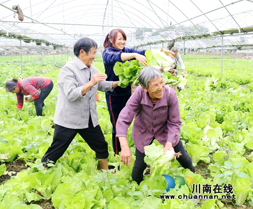 泸州龙马潭区：绿色蔬菜助农增收致富(图1)