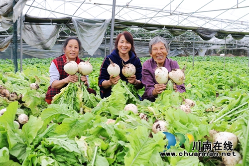 泸州龙马潭区：绿色蔬菜助农增收致富(图3)