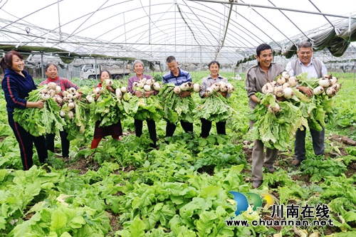 泸州龙马潭区：绿色蔬菜助农增收致富(图2)