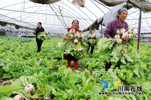 泸州龙马潭区：绿色蔬菜助农增收致富(图4)