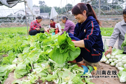 泸州龙马潭区：绿色蔬菜助农增收致富(图5)