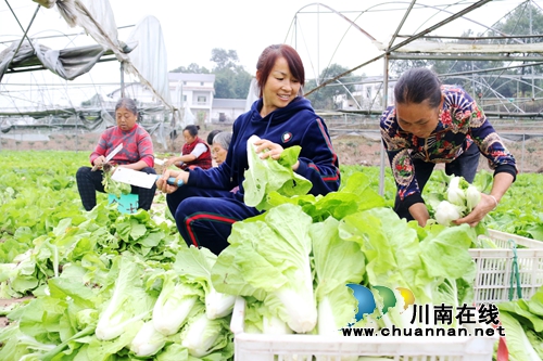 泸州龙马潭区：绿色蔬菜助农增收致富(图6)