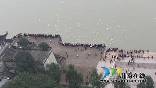 红嘴鸥不远万里来泸州过冬 东门口观者如堵!(图1) 红嘴鸥不远万里来泸州过冬 东门口观者如堵!(图1)