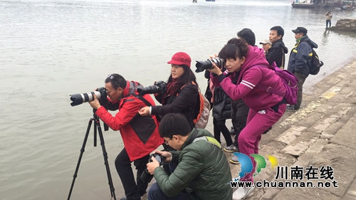 红嘴鸥不远万里来泸州过冬 东门口观者如堵!(图7) 红嘴鸥不远万里来泸州过冬 东门口观者如堵!(图7)