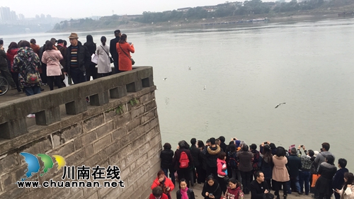 红嘴鸥不远万里来泸州过冬 东门口观者如堵!(图9) 红嘴鸥不远万里来泸州过冬 东门口观者如堵!(图9)