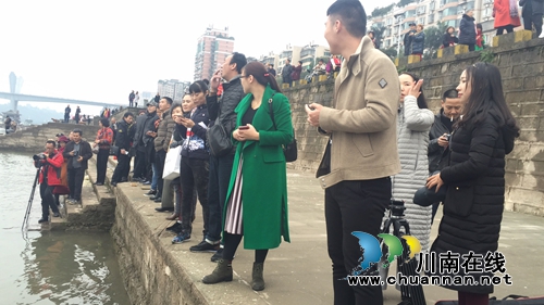 红嘴鸥不远万里来泸州过冬 东门口观者如堵!(图12) 红嘴鸥不远万里来泸州过冬 东门口观者如堵!(图12)