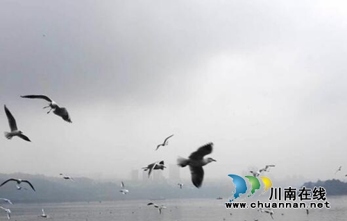 西海情歌：红嘴鸥之恋