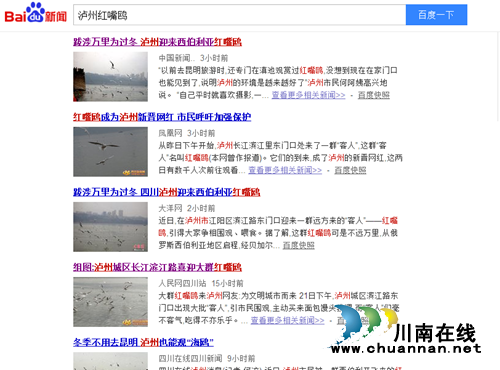 西海情歌：红嘴鸥之恋(图6)