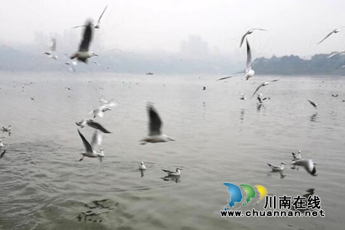 西海情歌：红嘴鸥之恋(图1)