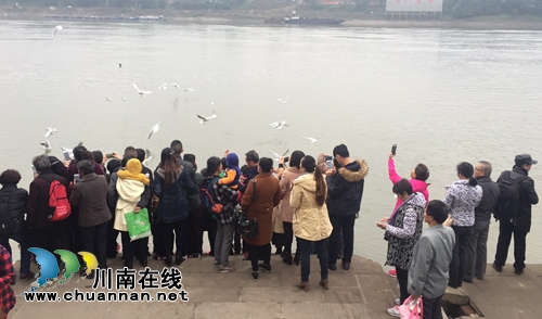西海情歌：红嘴鸥之恋(图4)