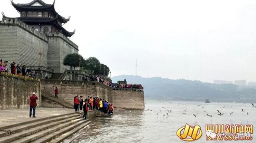 《保护红嘴鸥&nbsp;共居美丽泸州》倡议书(图3)