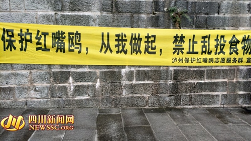 泸州上万市民火爆观鸥 志愿者呼吁正确投喂(图4) 泸州上万市民火爆观鸥 志愿者呼吁正确投喂(图4)