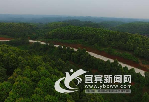 发展绿色金融&nbsp;央视“焦点访谈”聚焦宜宾油樟(图2)