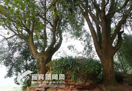 发展绿色金融&nbsp;央视“焦点访谈”聚焦宜宾油樟