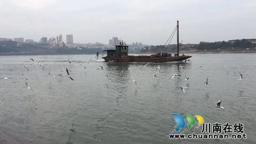李定林:酒城醉了红嘴鸥(现代诗欣赏)(图1) 李定林:酒城醉了红嘴鸥(现代诗欣赏)(图1)