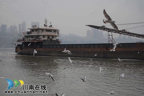 李定林：酒城醉了红嘴鸥（现代诗欣赏）