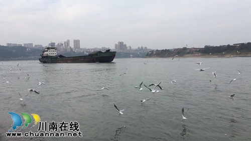 李定林:酒城醉了红嘴鸥(现代诗欣赏)(图3) 李定林:酒城醉了红嘴鸥(现代诗欣赏)(图3)