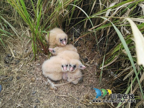 泸县奇峰发现国家保护动物猴面鹰 警民救助(图1) 泸县奇峰发现国家保护动物猴面鹰 警民救助(图1)