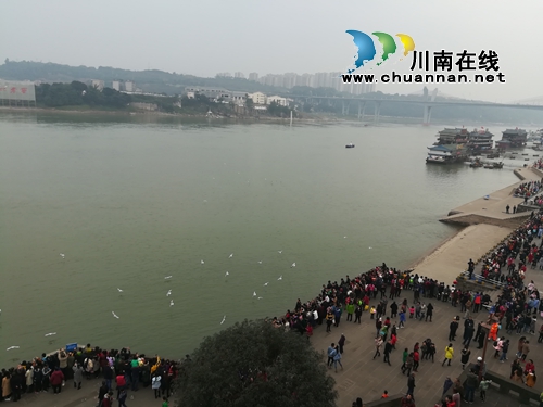 泸州东门口社区召开保护红嘴鸥志愿者座谈会(图1)