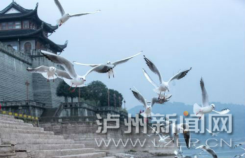 成群结队的红嘴鸥在江阳区东门城楼附近翱翔 周琪 摄