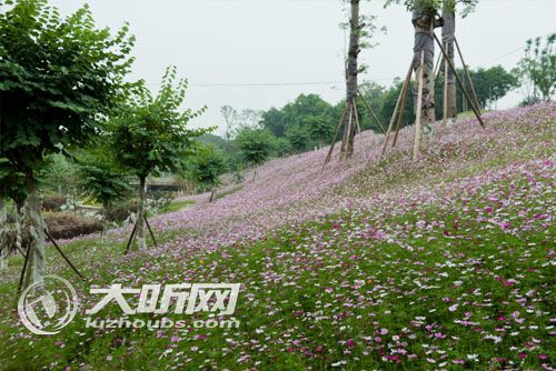 泸州植物园即将开园&nbsp;市民四季赏花又添好去处(图1)