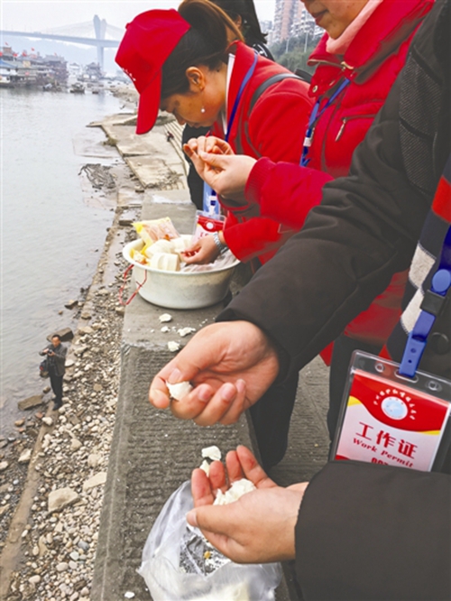 红嘴鸥过冬堪忧&nbsp;泸州志愿者买来鸥粮却被嫌弃