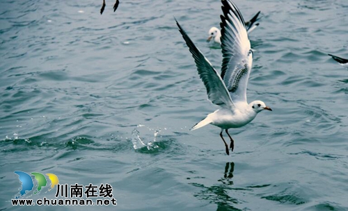 李定林:红嘴芭蕾(佳作欣赏)(图5) 李定林:红嘴芭蕾(佳作欣赏)(图5)