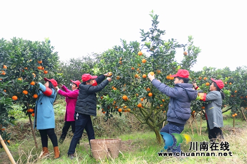 江阳：党员志愿者走进果园帮留守老人采甜橙(图1)