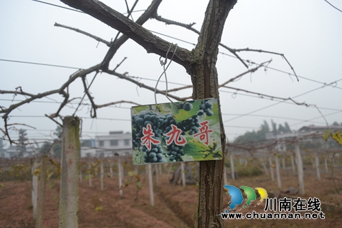 正康集团在泸县开业&nbsp;力争2019年年产值50亿(图6)