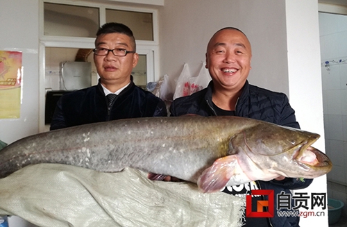 真的是大鱼!自贡市民钓起28斤“鲶胡儿”(图1) 真的是大鱼!自贡市民钓起28斤“鲶胡儿”(图1)